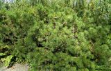 Pinus mugo. Плодоносящее растение. Швейцария, г. Люцерн, озеленение. Июль.