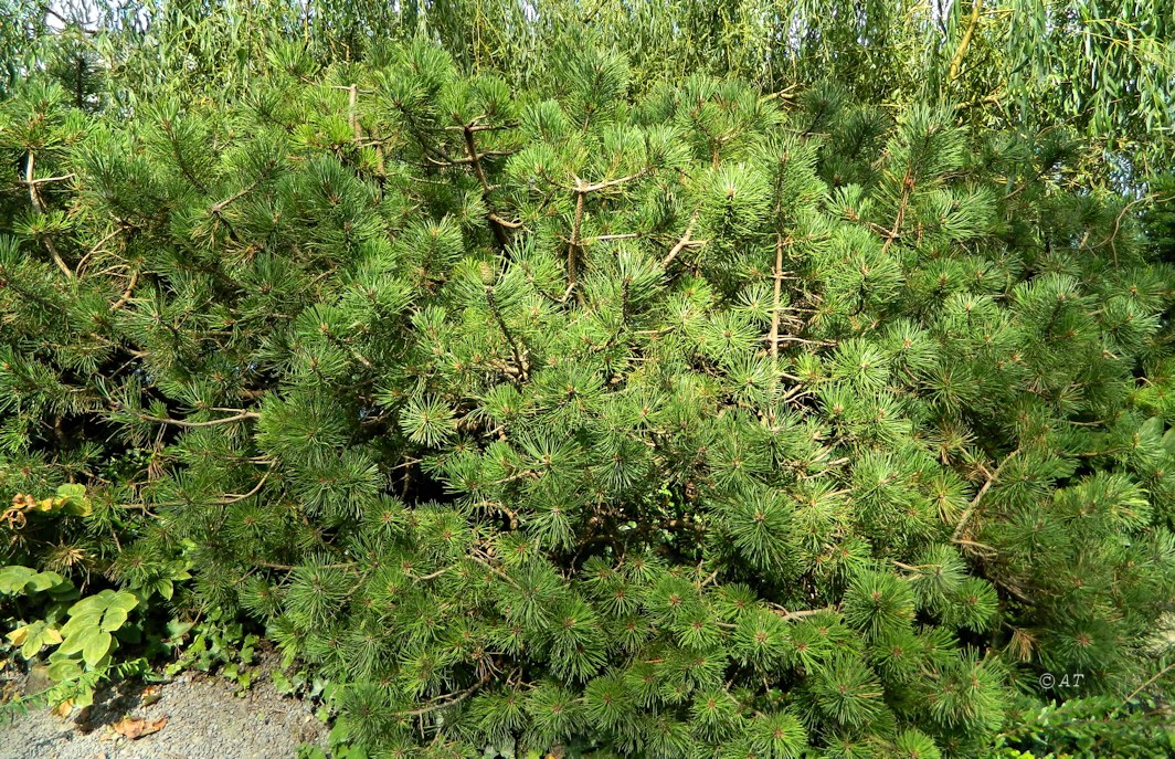 Изображение особи Pinus mugo.