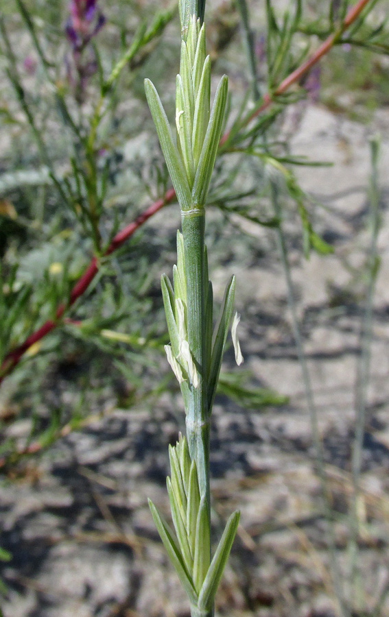 Изображение особи Elytrigia bessarabica.