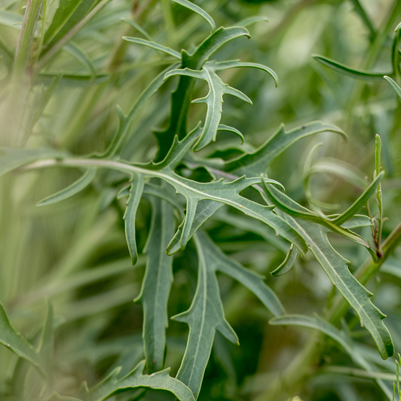 Image of Diplotaxis tenuifolia specimen.