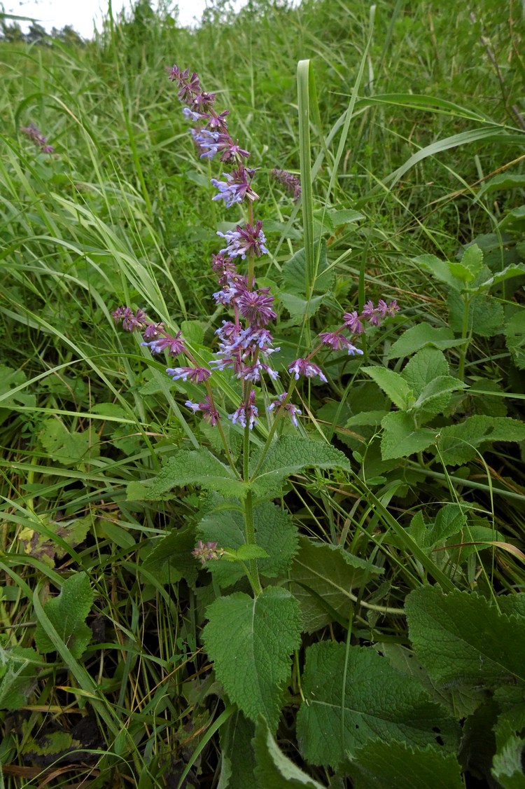 Изображение особи Salvia verticillata.