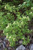 Weigela middendorffiana