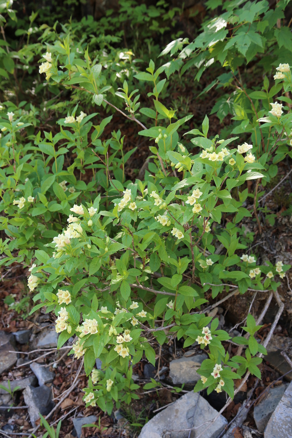Image of Weigela middendorffiana specimen.