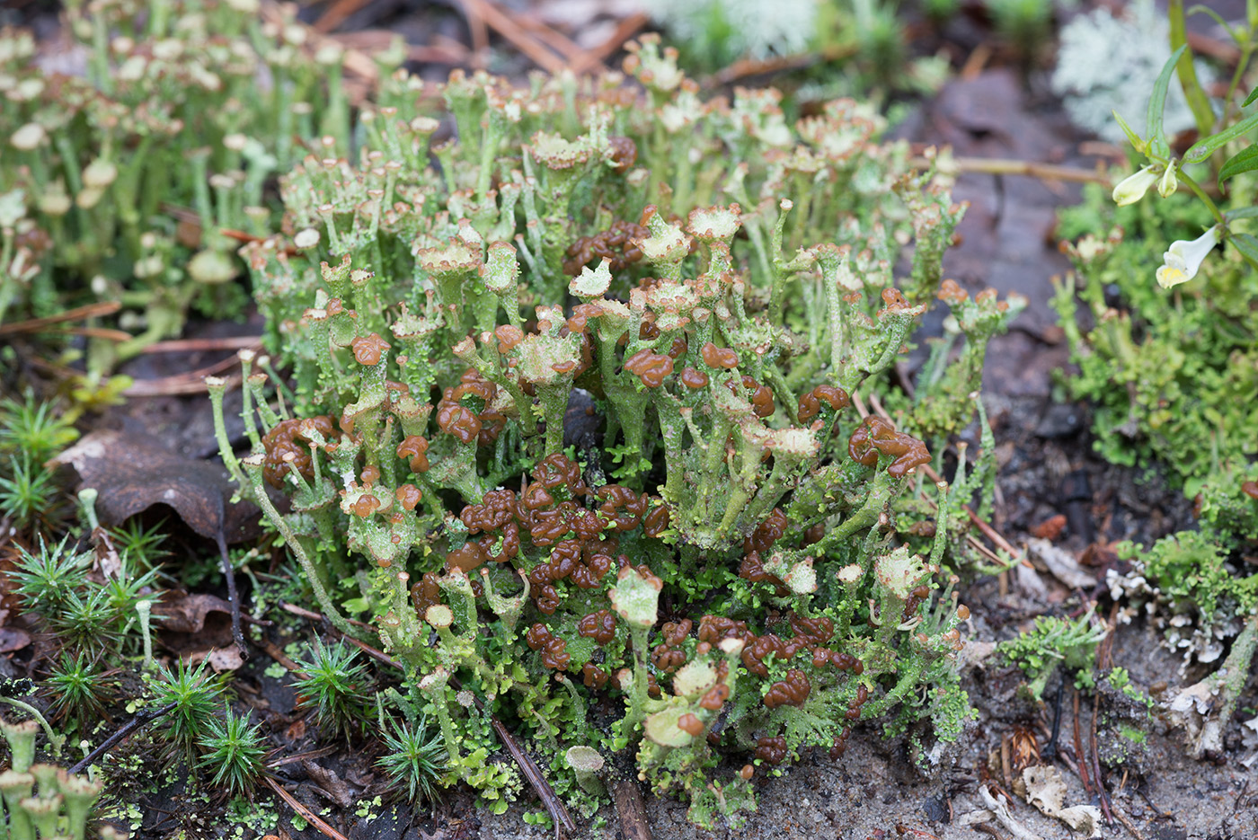 Image of Cladonia gracilis ssp. turbinata specimen.