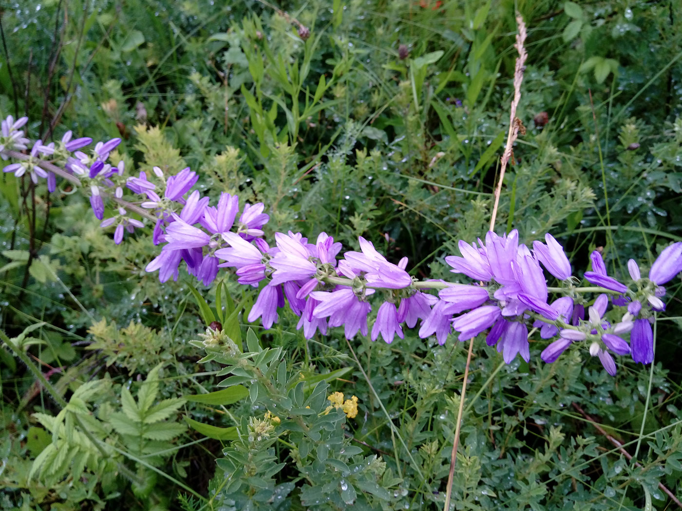 Изображение особи Campanula bononiensis.