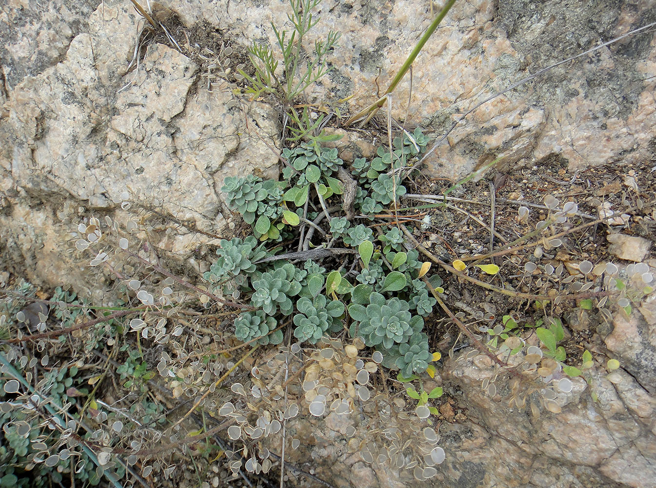 Image of Odontarrhena obovata specimen.