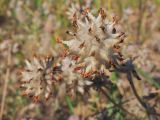 Anthyllis macrocephala