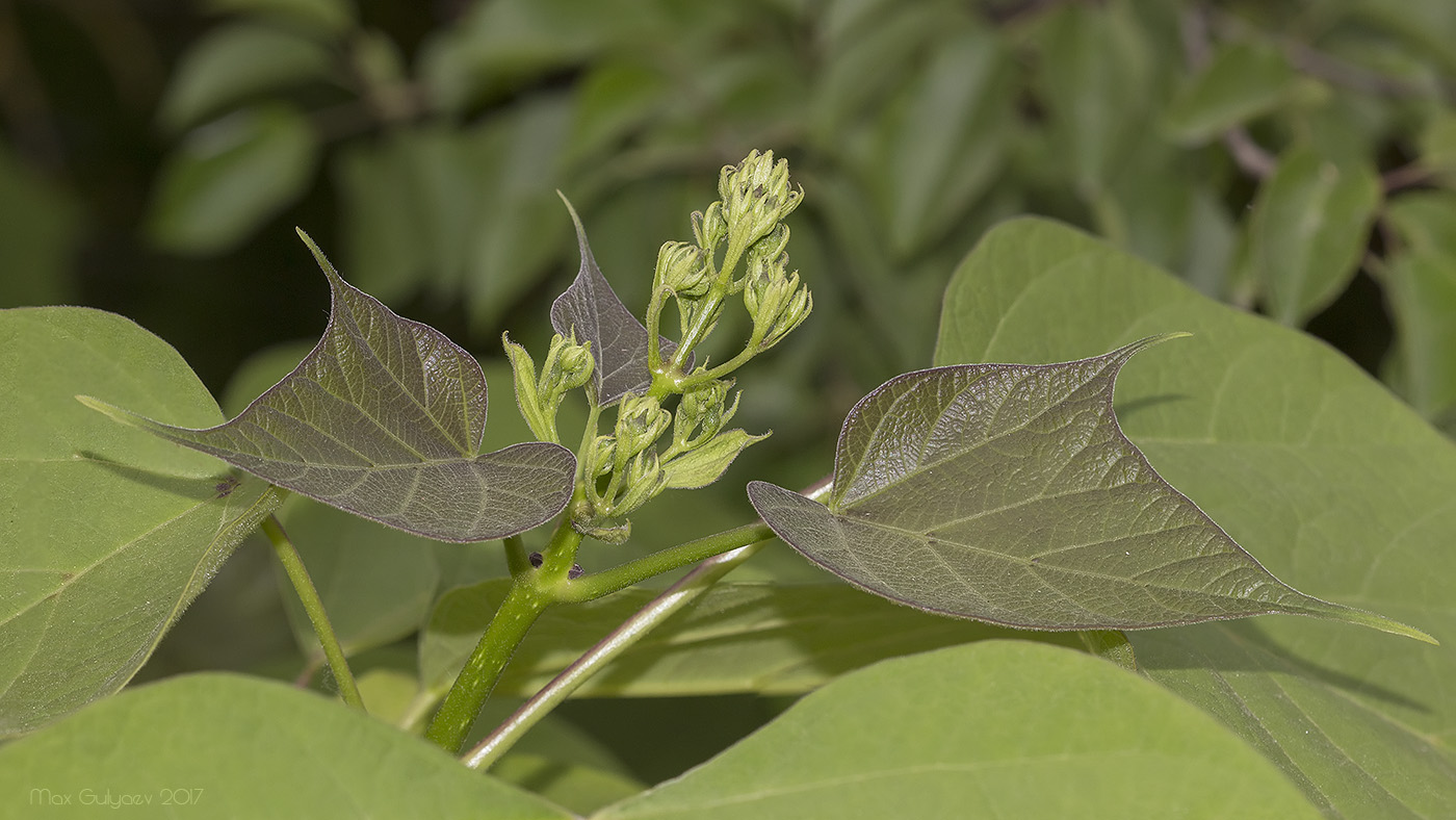 Image of genus Catalpa specimen.