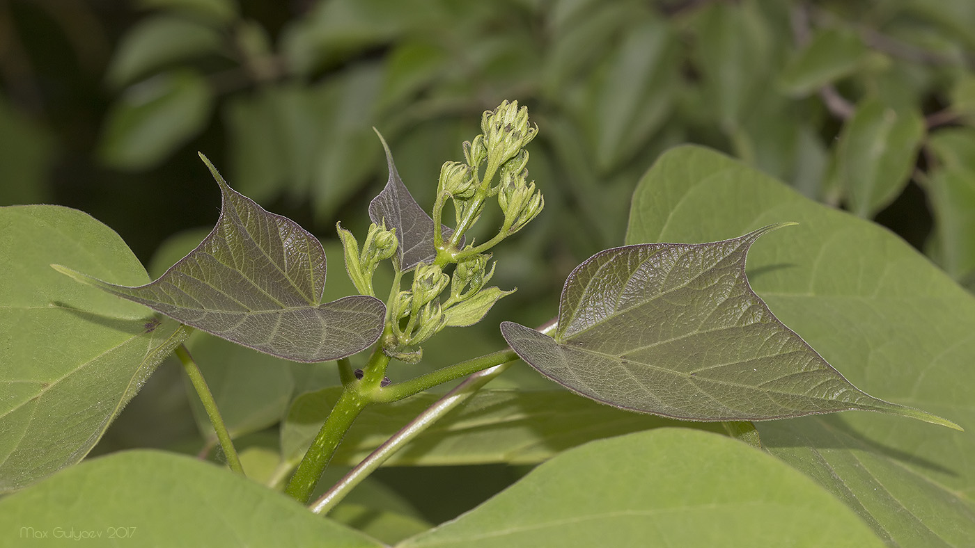 Изображение особи род Catalpa.