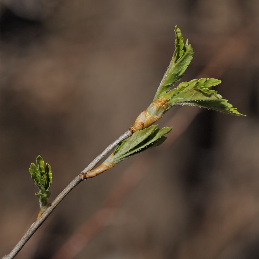 Image of Ribes alpinum specimen.