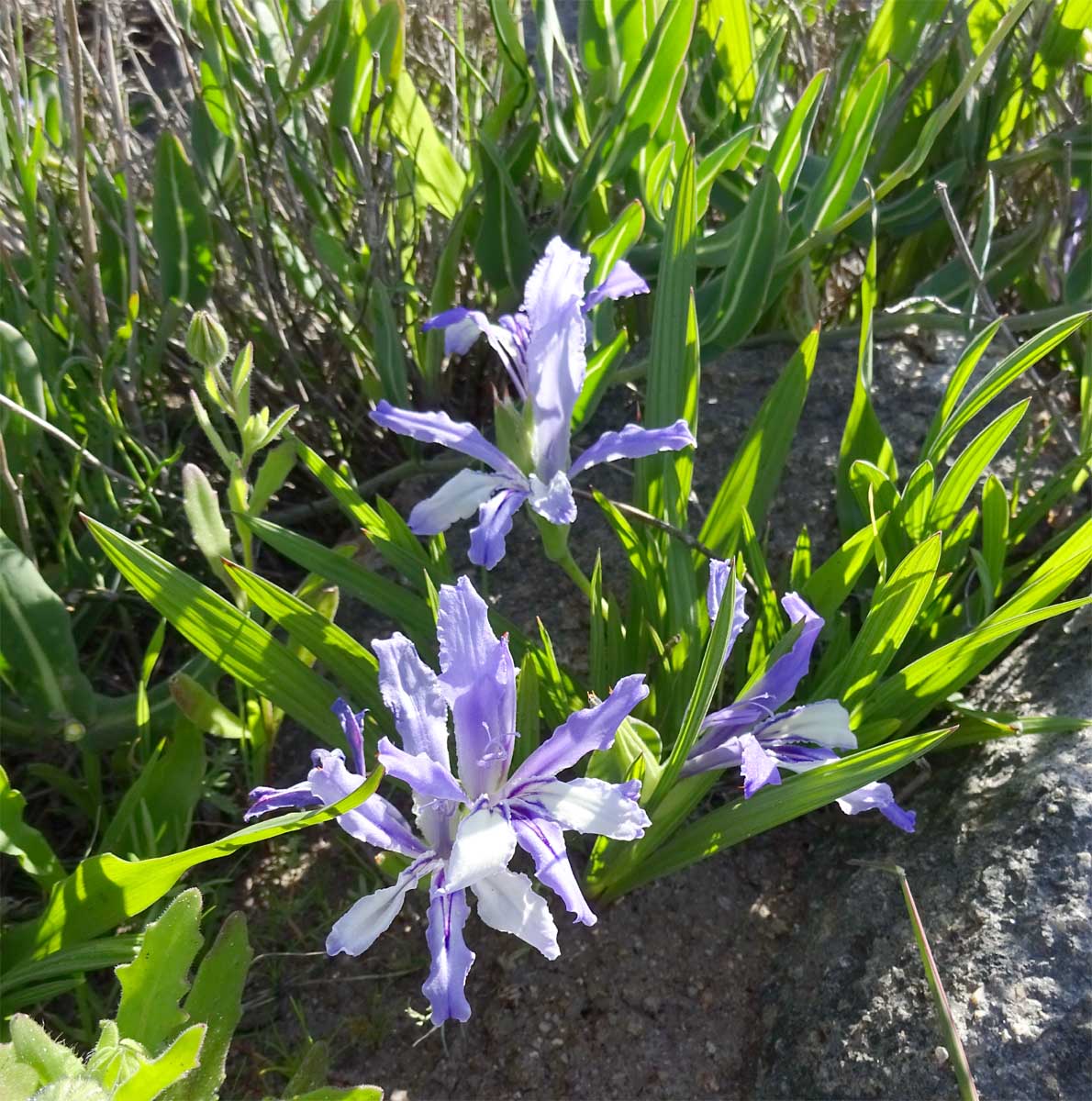 Изображение особи Babiana cedarbergensis.