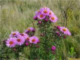 Symphyotrichum novae-angliae. Верхушки растений с соцветиями. Украина, Ивано-Франковская обл., Долинский р-н, окр. г. Долина, на лугу. 27.09.2017.
