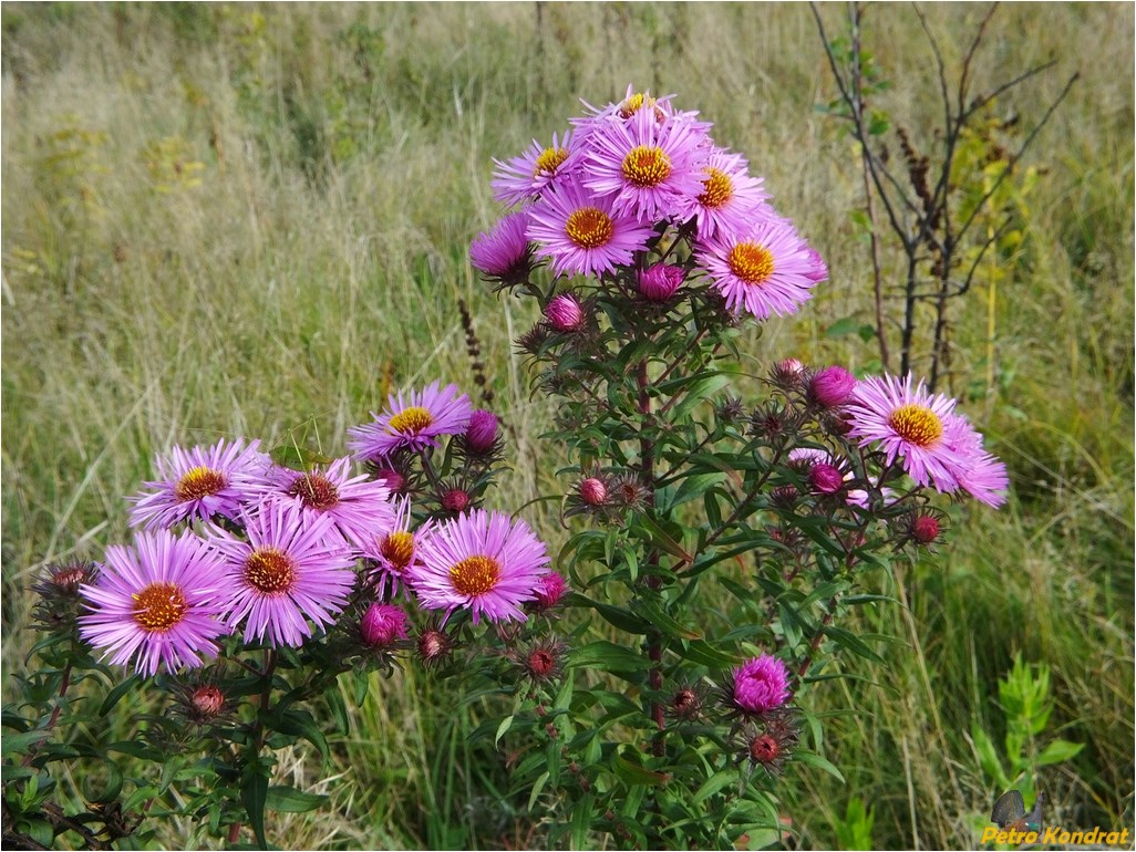 Изображение особи Symphyotrichum novae-angliae.