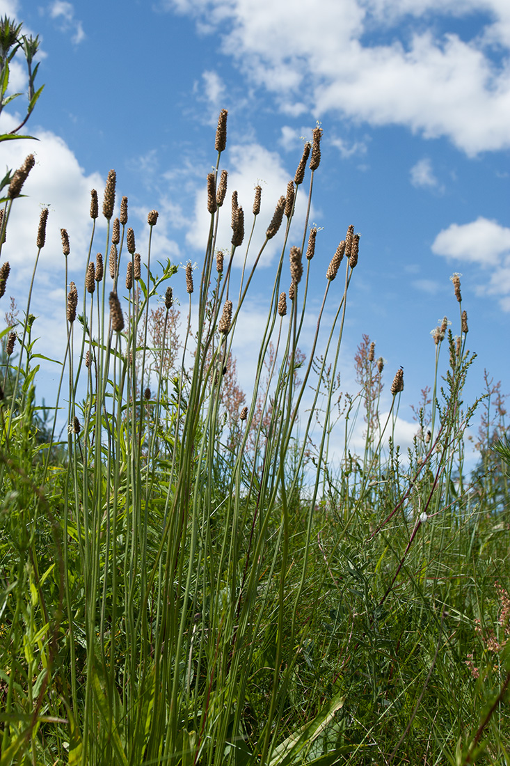 Изображение особи Plantago lanceolata.