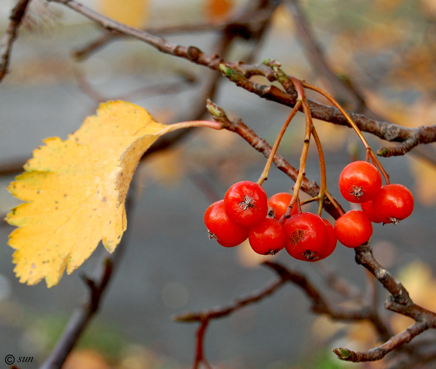 Изображение особи Sorbus intermedia.