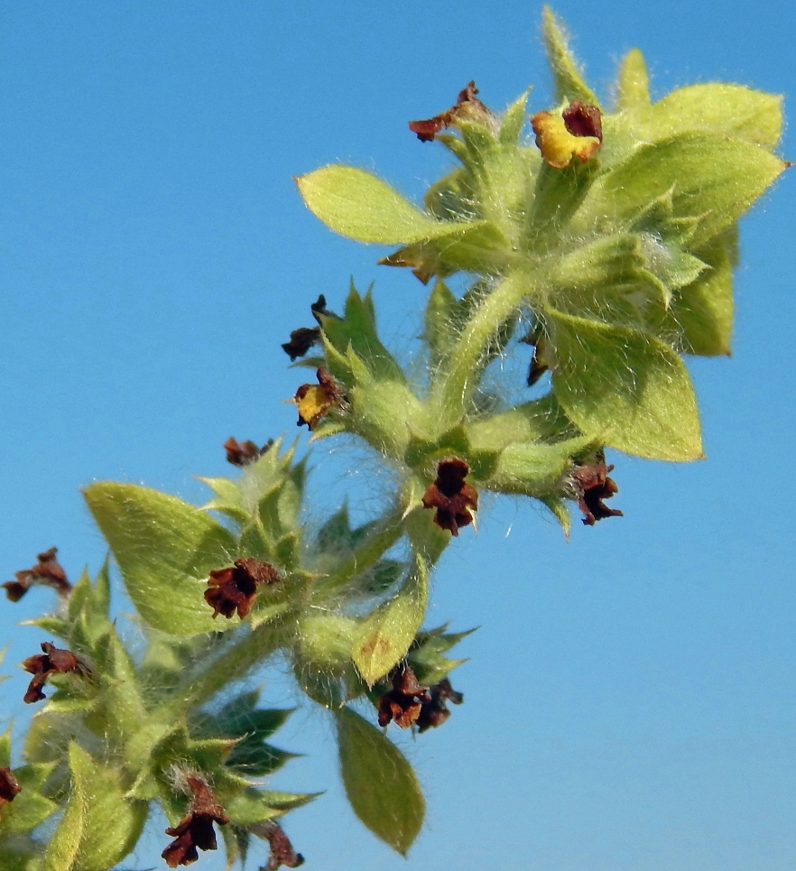 Image of Sideritis montana specimen.