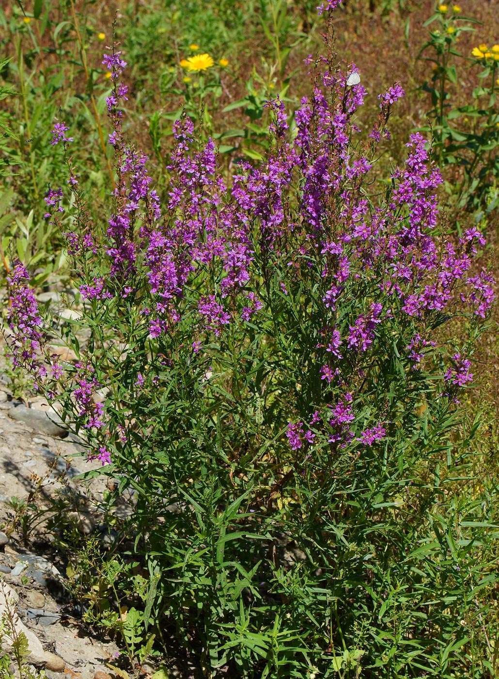 Image of Lythrum virgatum specimen.