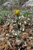 Picris pauciflora. Цветущее растение. Крым, Байдарская долина, каменистый склон в светлом можжевеловом лесу. 7 мая 2010 г.