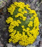 Draba bryoides