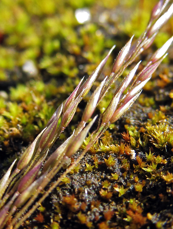 Изображение особи Agrostis clavata.