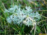 Artemisia austriaca