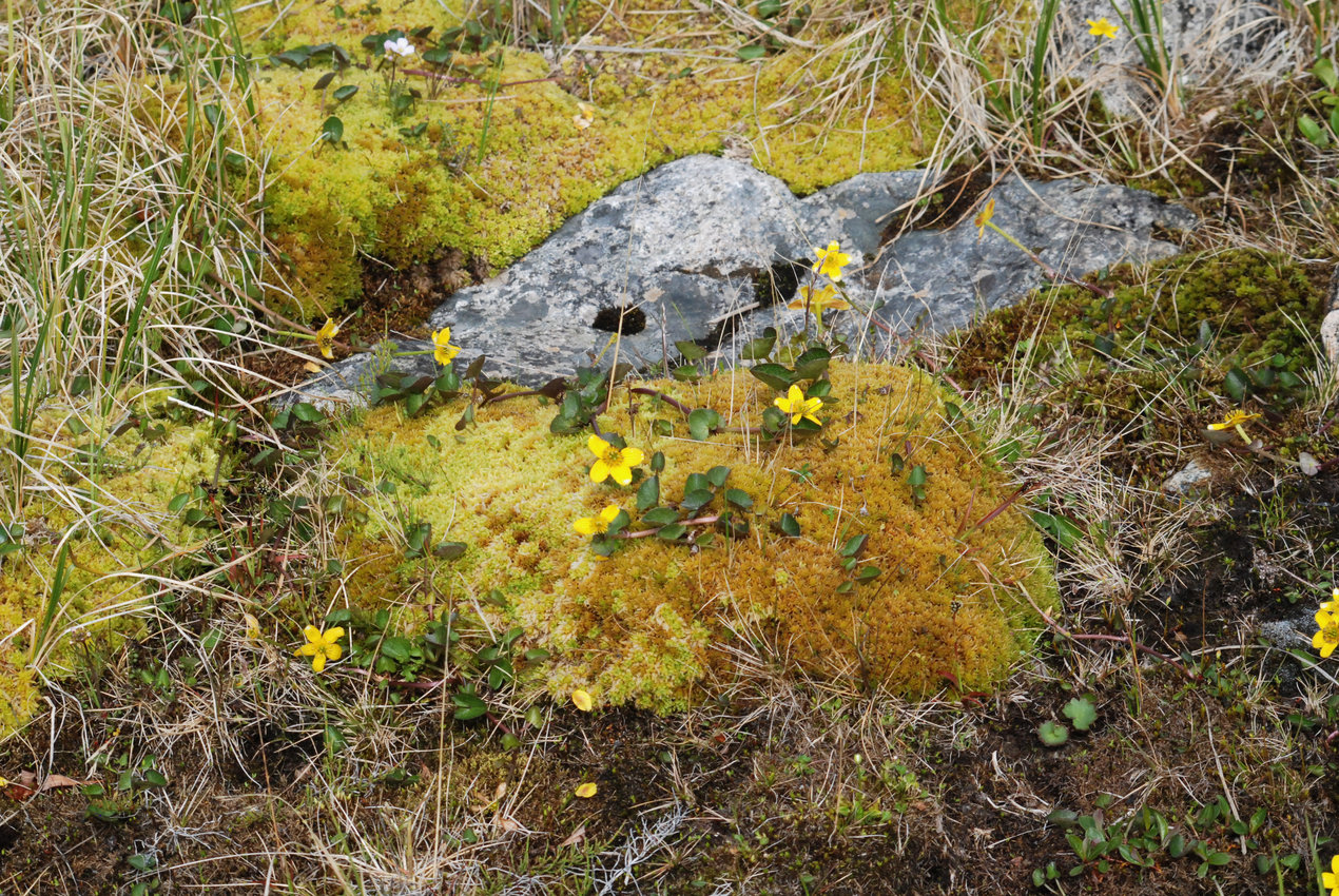 Image of Caltha arctica specimen.