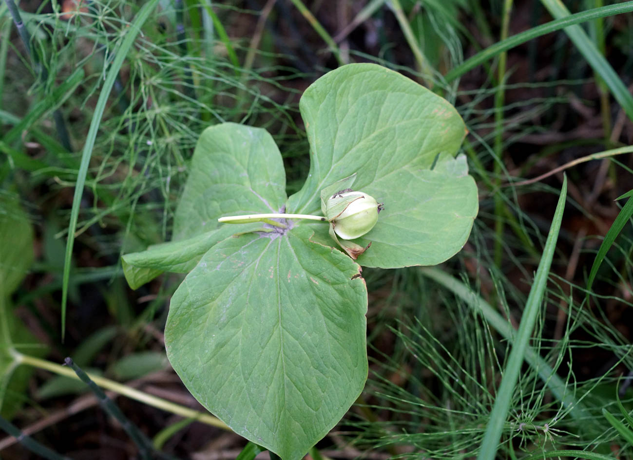 Image of Trillium camschatcense specimen.