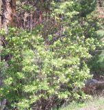 Sambucus sibirica. Цветущее растение. Башкирия, окр. Белорецка, гора Мраткина. Опушка соснового леса. Вторая декада мая.