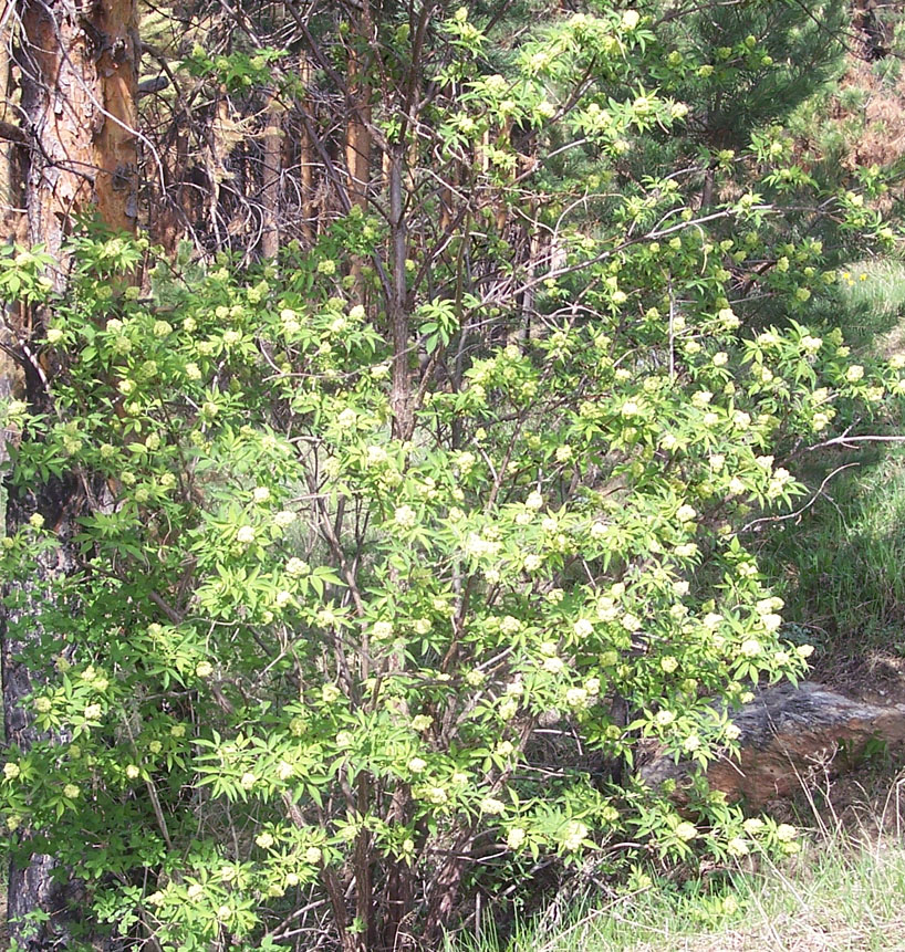 Image of Sambucus sibirica specimen.