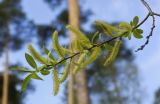 Salix euxina. Верхушка веточки с соцветиями и развивающимися листьями. Пермский край, г. Пермь, Кировский р-н, одиночное дерево в разреженном сосновом бору. 20.05.2017.