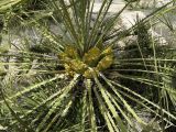 Chamaerops humilis. Центральная часть цветущего растения. Израиль, центральная Арава, пос. Сапир, парк, в культуре. 08.03.2015.