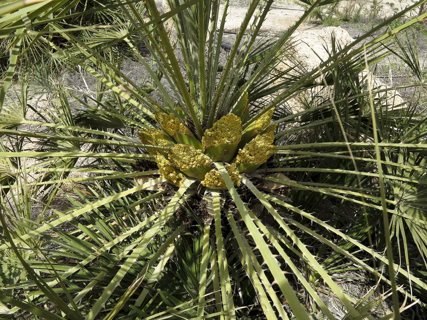 Изображение особи Chamaerops humilis.