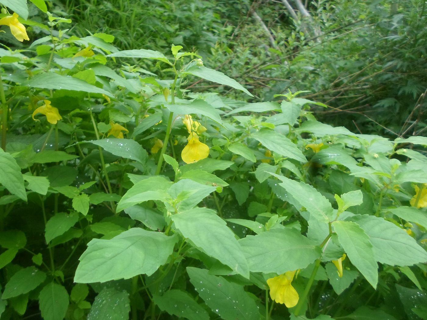 Изображение особи Impatiens noli-tangere.