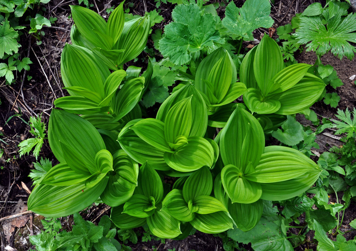 Изображение особи Veratrum lobelianum.