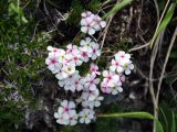 Androsace villosa. Цветки. Адыгея, Фишт-Оштеновский массив, гора Оштен, ≈ 2400 м н.у.м., субальпийский луг. 06.07.2017.