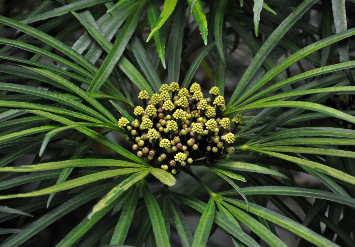 Image of Osmoxylon lineare specimen.