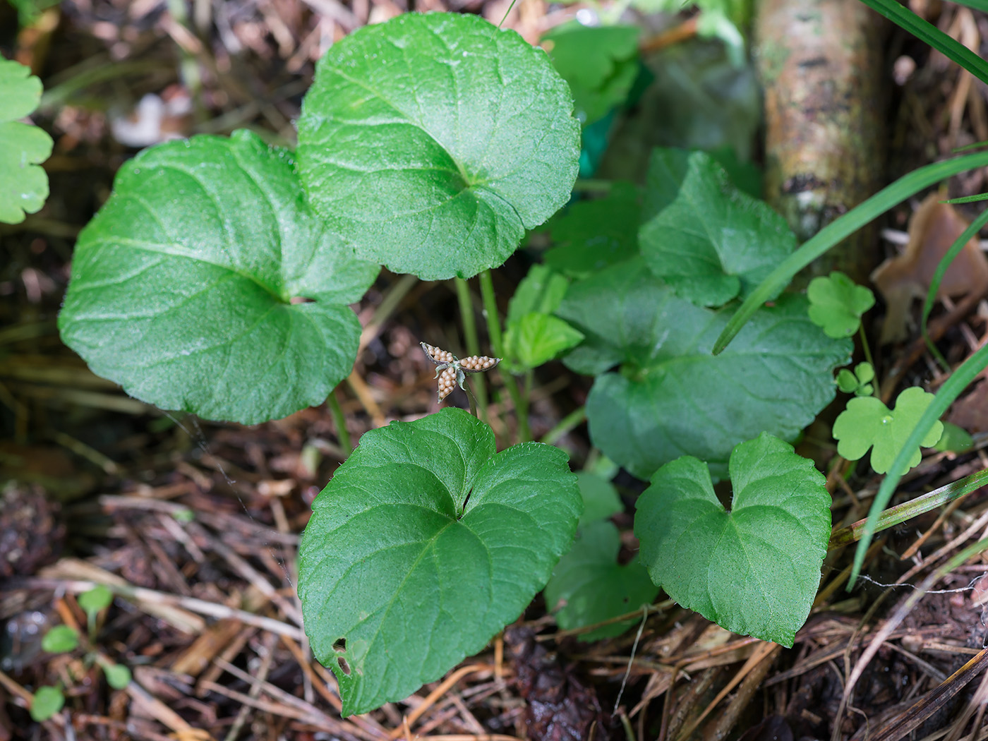 Image of Viola selkirkii specimen.