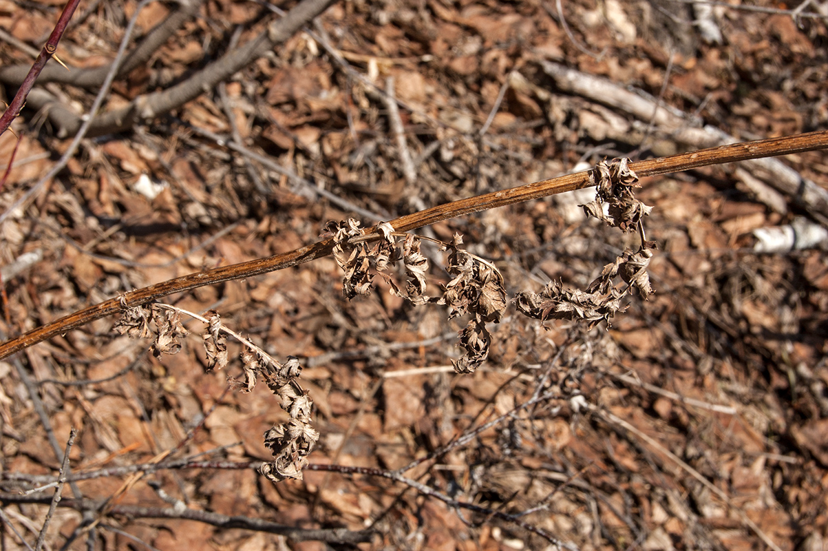 Image of Pyrethrum corymbosum specimen.