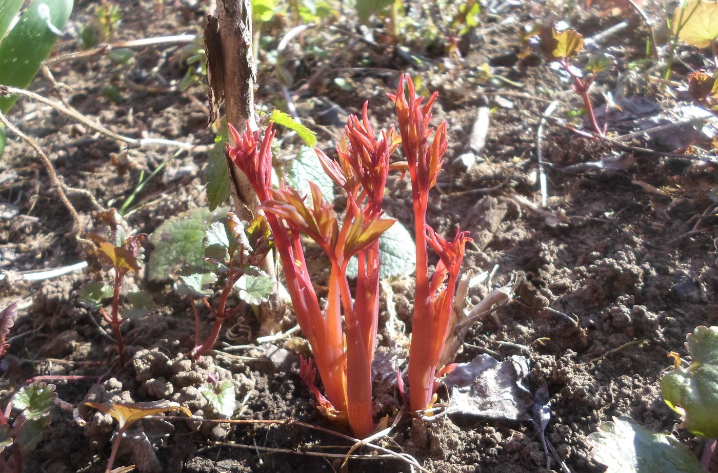 Изображение особи Dicentra spectabilis.