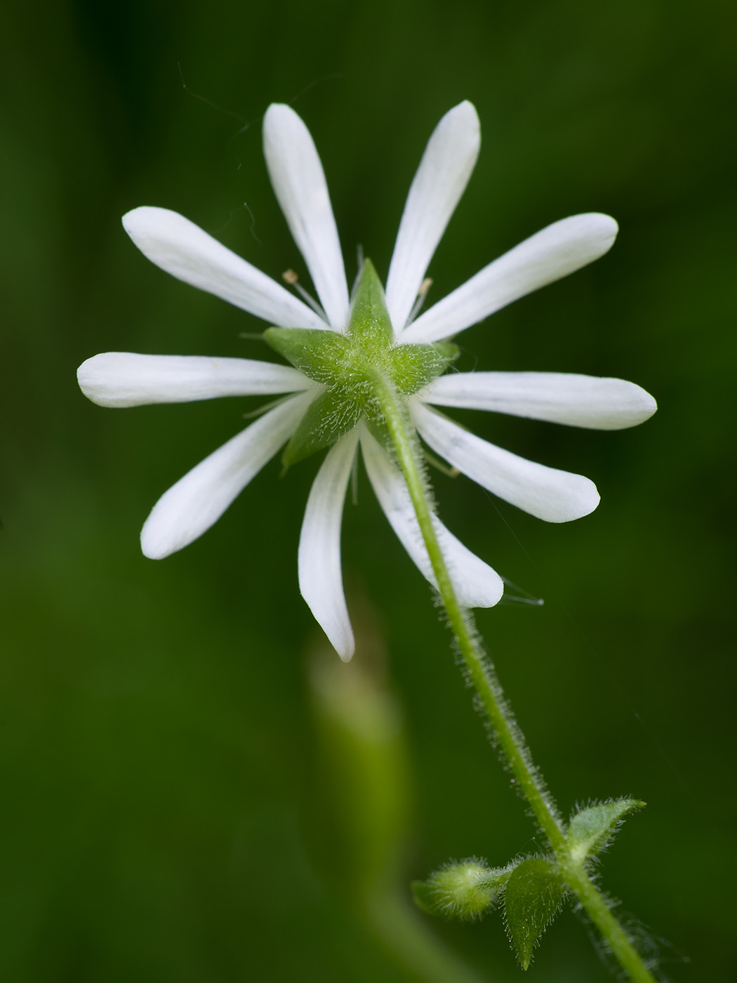 Изображение особи Stellaria nemorum.