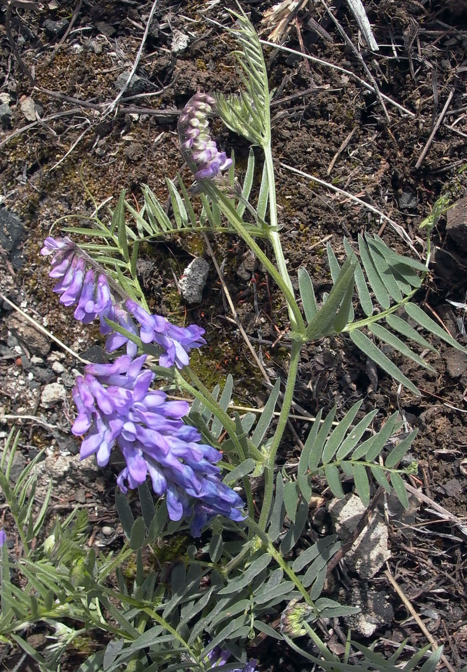 Изображение особи Vicia cracca.