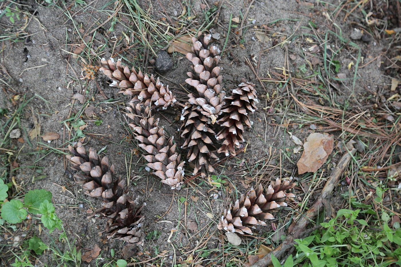 Изображение особи Pinus strobus.