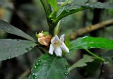 Cyrtandra wallichii. Часть побега с цветком. Малайзия, Камеронское нагорье, ≈ 1500 м н.у.м., влажный тропический лес. 03.05.2017.