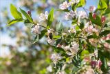 Lonicera tatarica. Верхушка веточки цветущего растения с фуражирующей пчелой. Ленинградская обл., Ломоносовский р-н, окр. дер. Низино, берег ручья, разнотравно-злаковый луг. 26.05.2018.