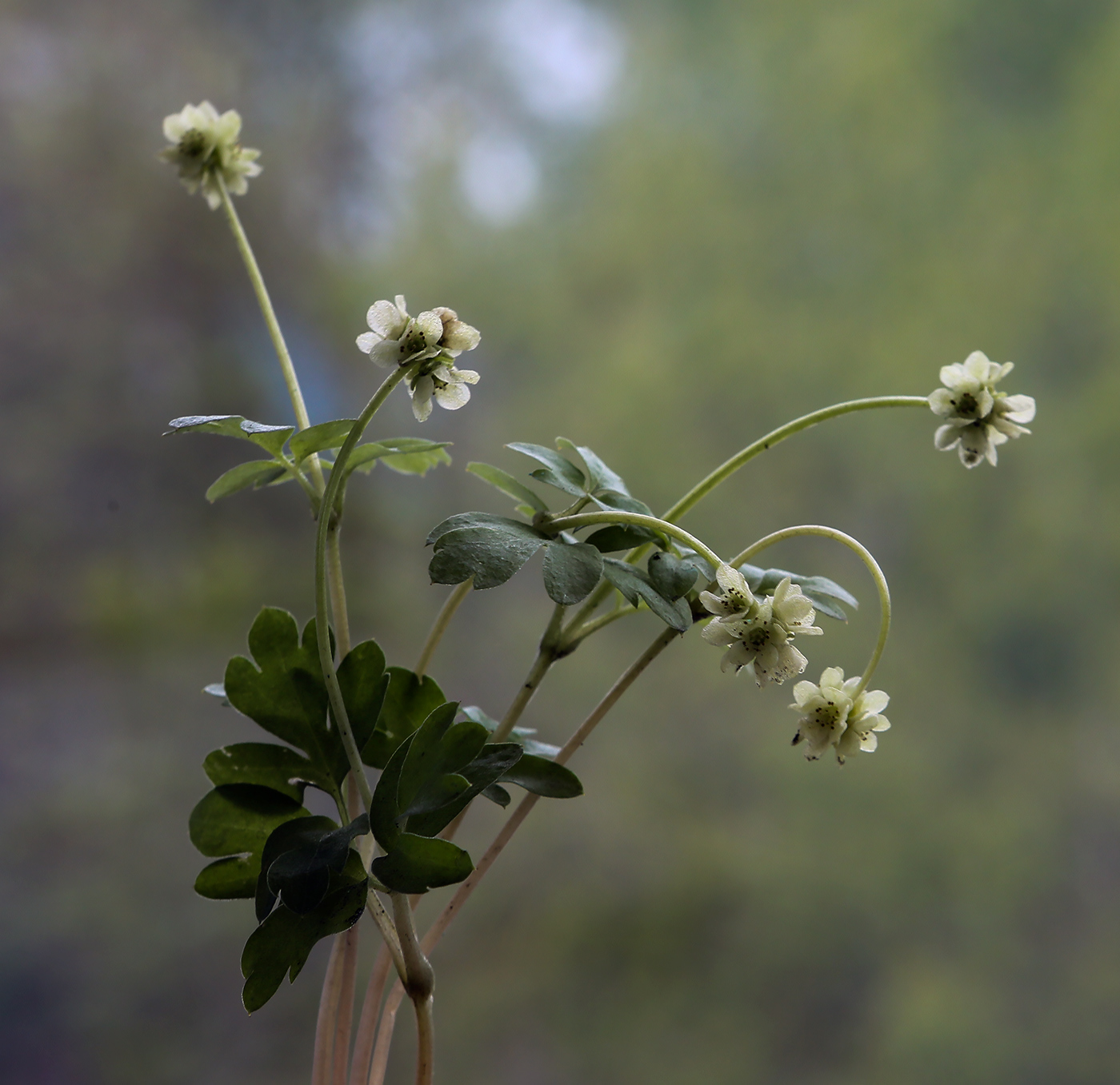 Image of Adoxa moschatellina specimen.