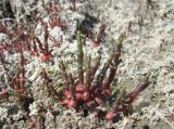 Salicornia perennans