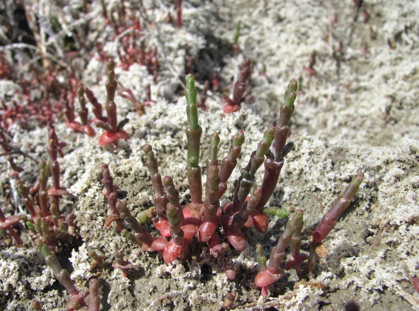 Изображение особи Salicornia perennans.