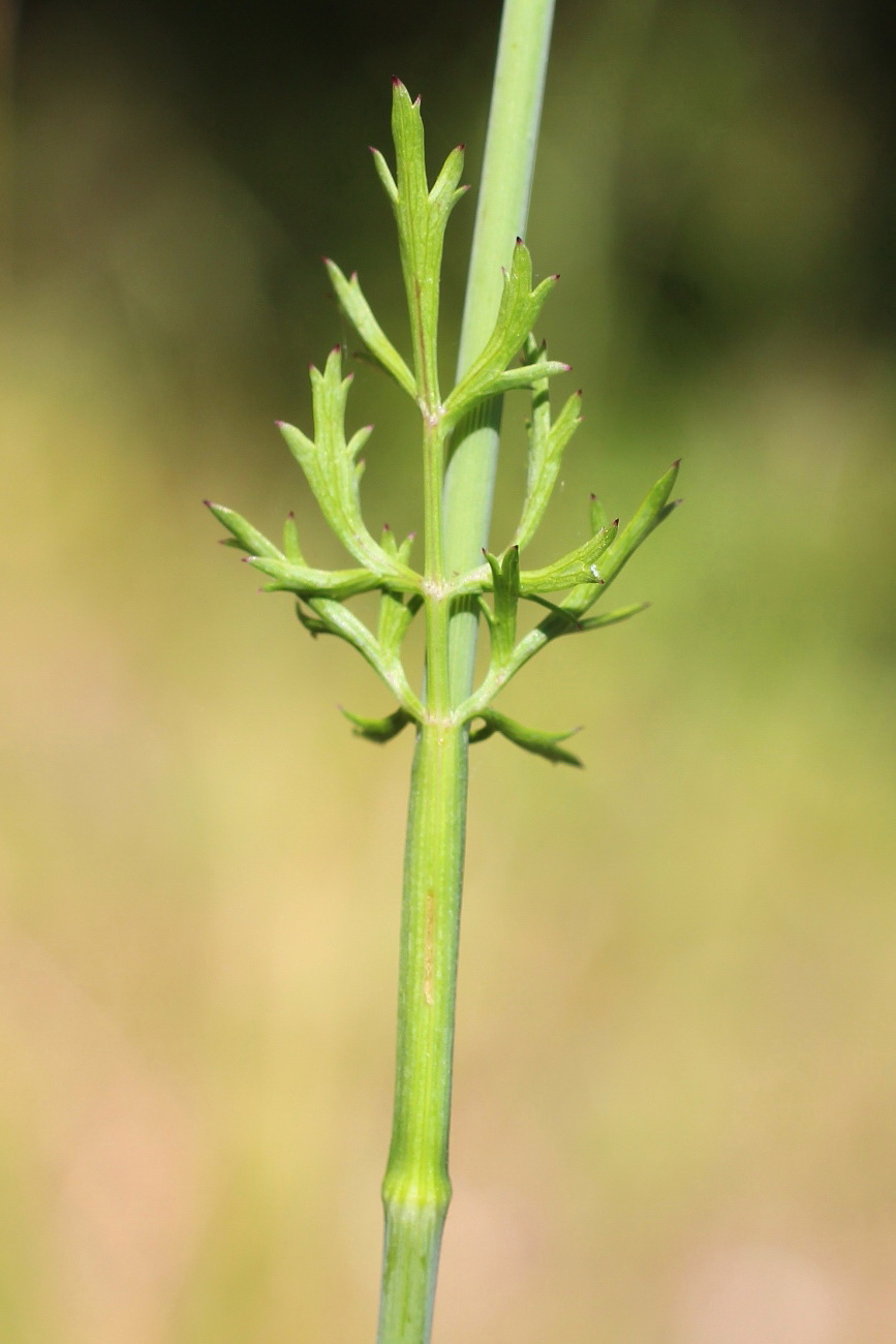 Изображение особи Pimpinella peregrina.