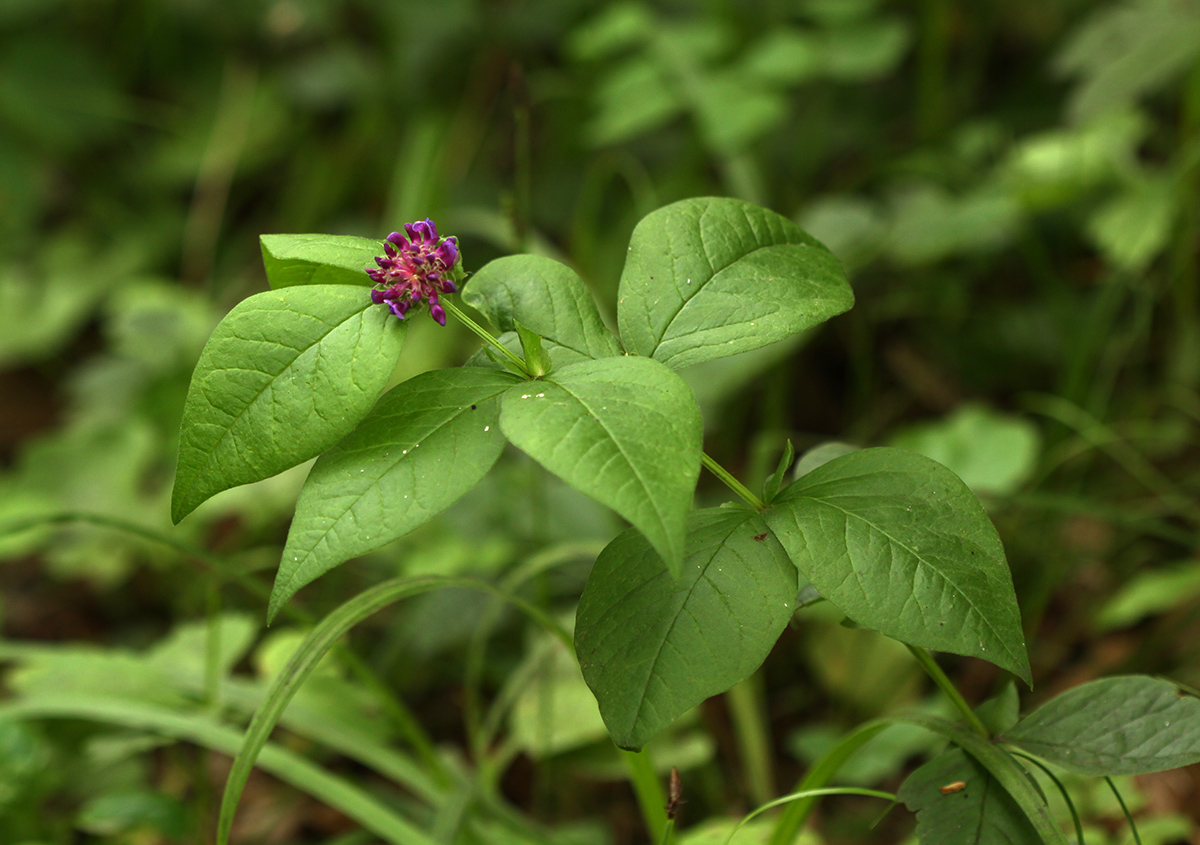 Image of Vicia ohwiana specimen.