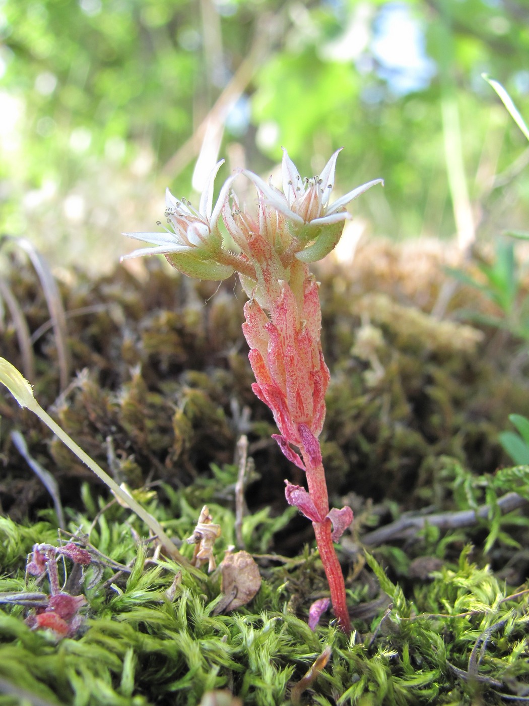 Изображение особи Sedum corymbosum.